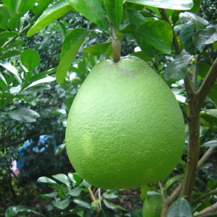 buoi-da-xanh