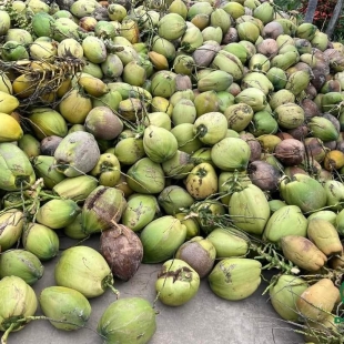 dua-kho