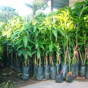 cay-giong-xoai