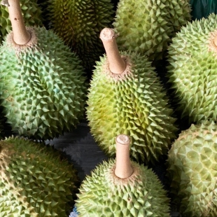 sau-rieng-musang-king