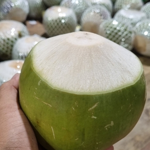 dua-tuoi-con-vo-hinh-non