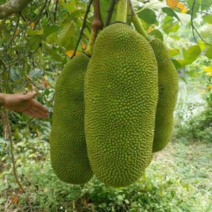 mit-malaysia