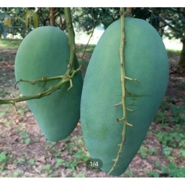 Xoài tượng