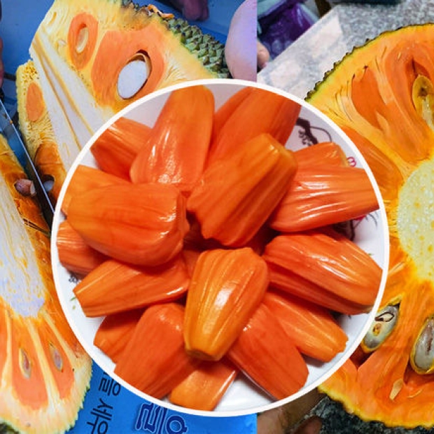 Mít Ruột Đỏ