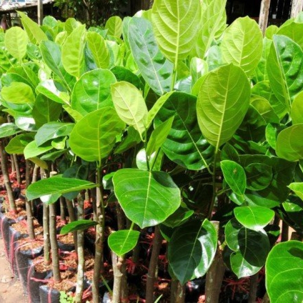 Cây giống mít