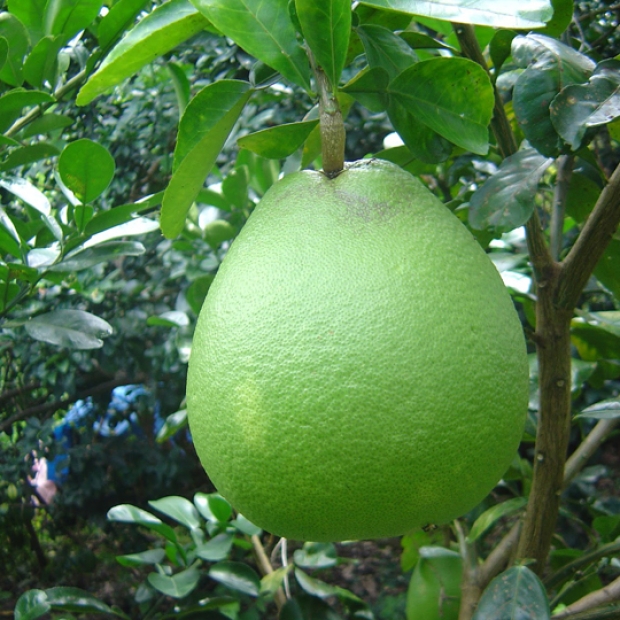 Bưởi da xanh