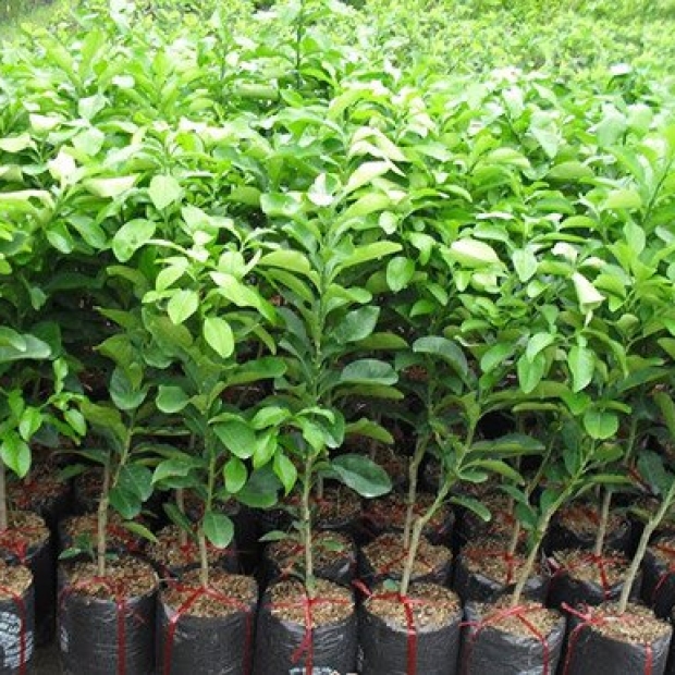 cây giống bưởi
