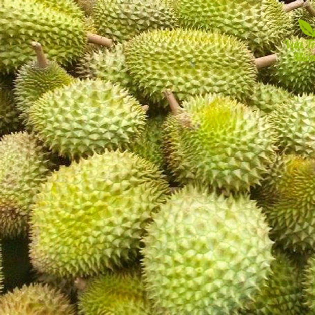 Sầu riêng Ri 6