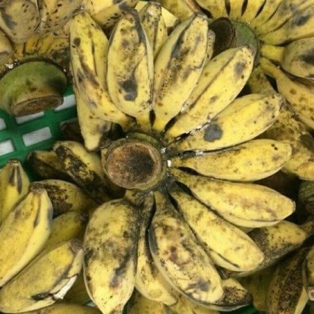 Chuối sáp